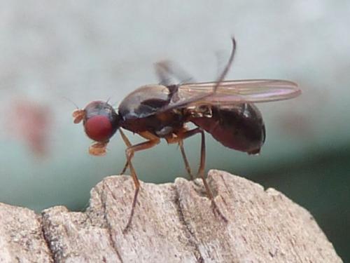 Nemopoda nitidula